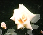 8mm_01_064 6122 roses